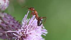 6: field ant 5M2_0813