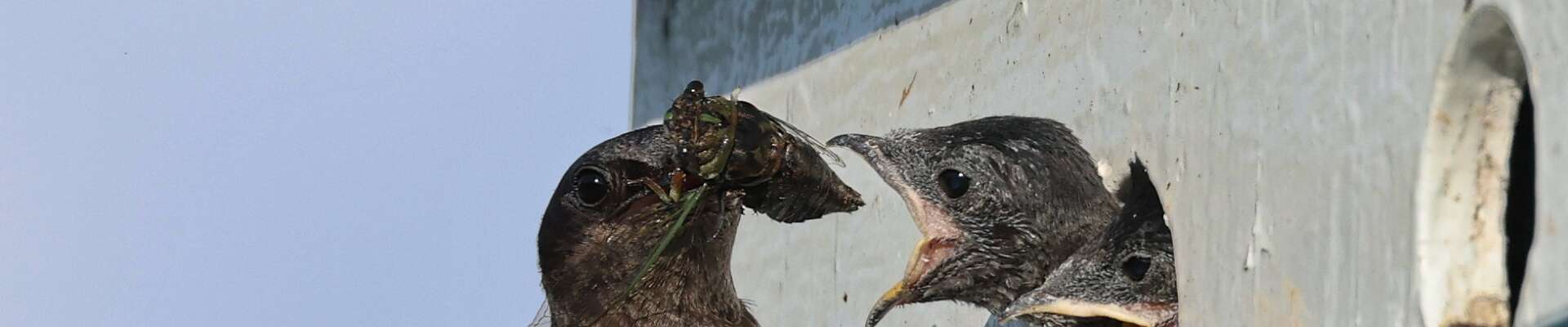 Click to show or hide the buttons