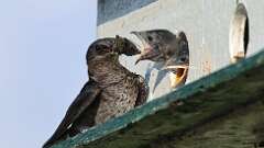6: Purple martin Cicada 0C1_3144