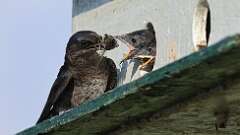 7: Purple martin Cicada 0C1_3180