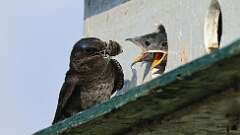 8: Purple martin Cicada 0C1_3193