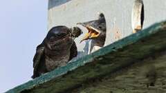 9: Purple martin Cicada 0C1_3250