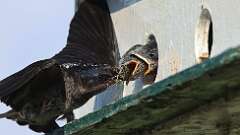 10: Purple martin Cicada 0C1_3263