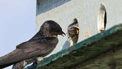 11: Purple martin Cicada 0C1_3382