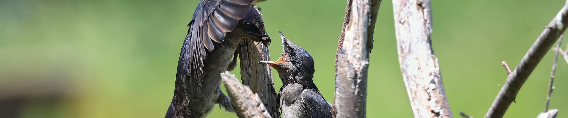 Click to show or hide the buttons