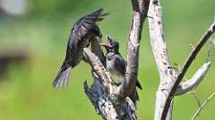2: purple martins 0C1_0505