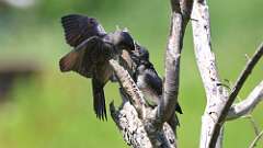 4: purple martins 0C1_0507