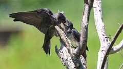 5: purple martins 0C1_0508