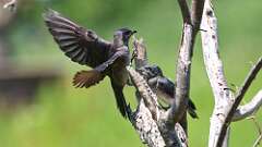 9: purple martins 0C1_0512