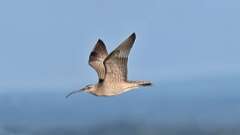 2: Whimbrel 0C1_1609