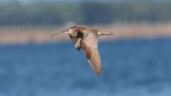 3: Whimbrel 0C1_1619