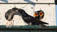 3: Purple Martin 0C1_3508