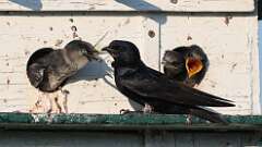 4: Purple Martin 0C1_3563
