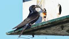 6: purple martins 0C1_3638