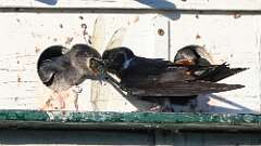 7: purple martins 0C1_4342