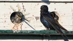 8: purple martins 0C1_4376