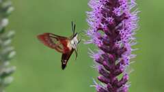 1: Hummingbird Clearwing Moth 0C1_1490