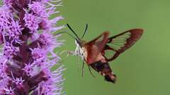3: Hummingbird Clearwing Moth 0C1_1647