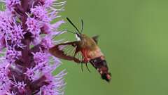 4: Hummingbird Clearwing Moth 0C1_1657