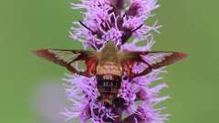 5: Hummingbird Clearwing Moth 0C1_1688