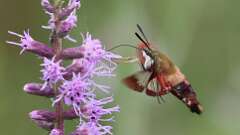 6: Hummingbird Clearwing Moth 0C1_1739