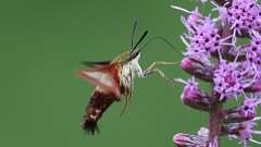 7: Hummingbird Clearwing Moth 0C1_1945