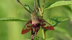 10: hummingbird moth 0C1_3357