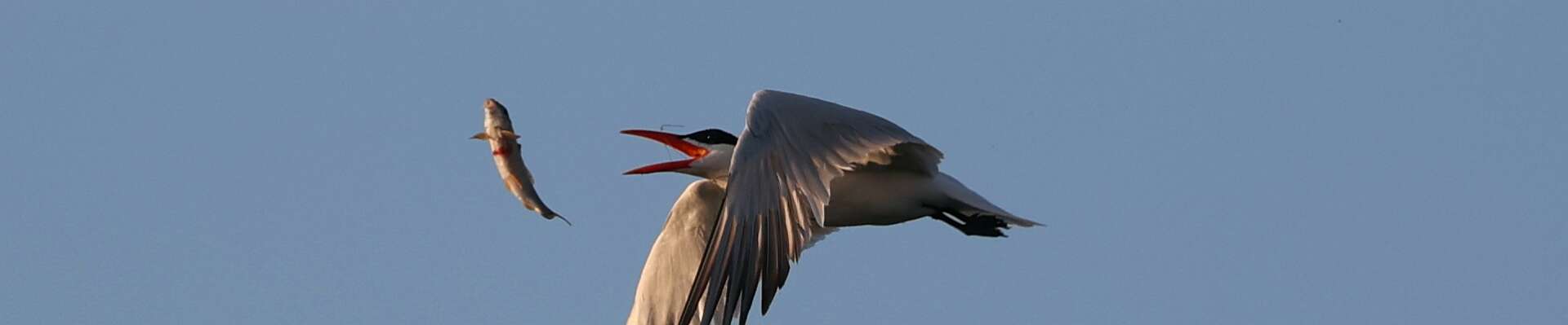 Click to show or hide the buttons