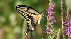 1: giant swallowtail 5M2_0417
