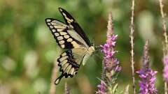 2: giant swallowtail 5M2_0441