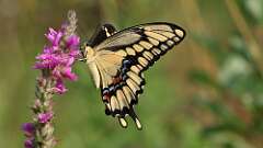 4: giant swallowtail 5M2_0683