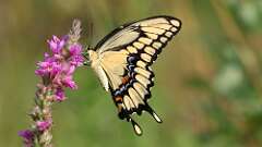 5: giant swallowtail 5M2_0737