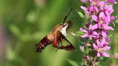 6: hummingbird moth 5M2_0831