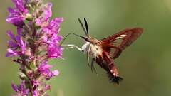 13: hummingbird moth 5M2_2059