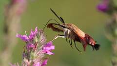 14: hummingbird moth 5M2_2197