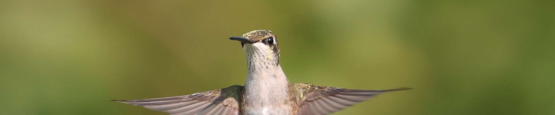 Click to show or hide the buttons