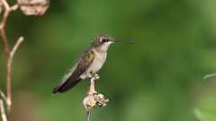 6: ruby-throated hummingbird 0C1_4787
