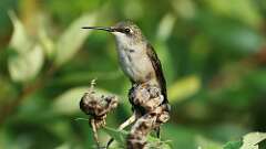 10: ruby-throated hummingbird 0C1_5392