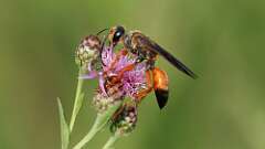 1: Great Golden Digger Wasp 0C1_3698