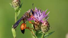 3: Great Golden Digger Wasp 0C1_3914