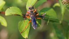 5: Great Golden Digger Wasp 0C1_4032