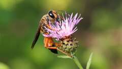 6: Great Golden Digger Wasp 0C1_4166