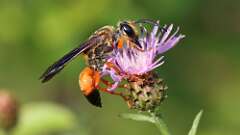 7: Great Golden Digger Wasp 0C1_4211