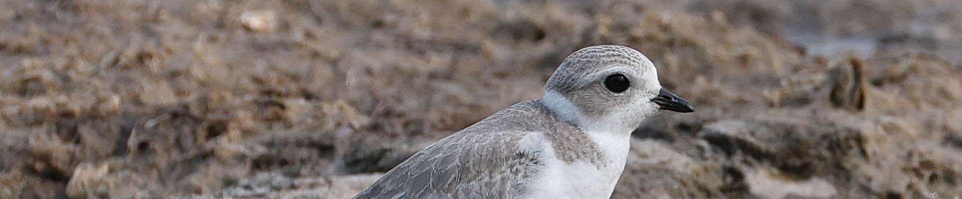 Click to show or hide the buttons