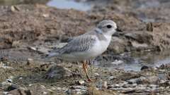 1: Piping Plover 0C1_0115