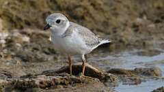 3: Piping Plover 0C1_0328
