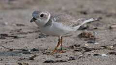 4: Piping Plover 0C1_0571