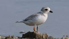 7: Piping Plover 0C1_0904