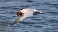 2: caspian tern 0C1_0211