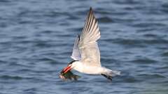 3: caspian tern 0C1_0226